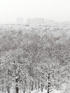 冬季降雪中的雪树林和城市房屋的俯视图图片