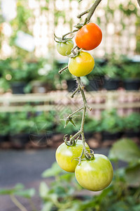 种植蔬菜农业浅露的田间深处在图片