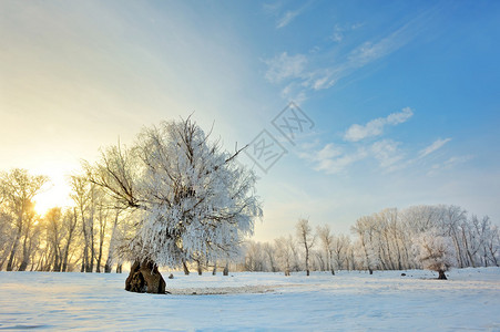 美丽的冬日夕阳与雪中的树木图片