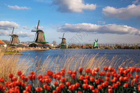 荷兰风车与红色郁金香关闭阿姆斯特丹荷兰图片