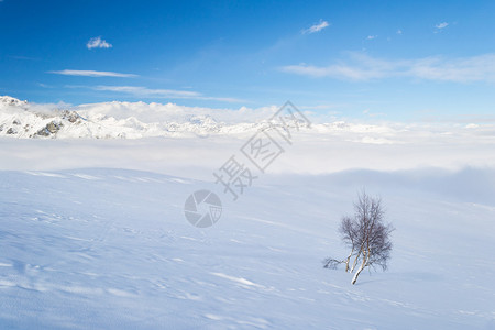 雪坡与白桦树在雾天和雄伟的高山背景图片