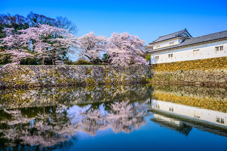 希高日本樱桃树在希科图片