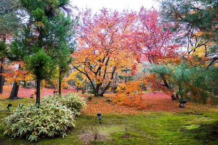 秋天的Hogonin寺院花园图片