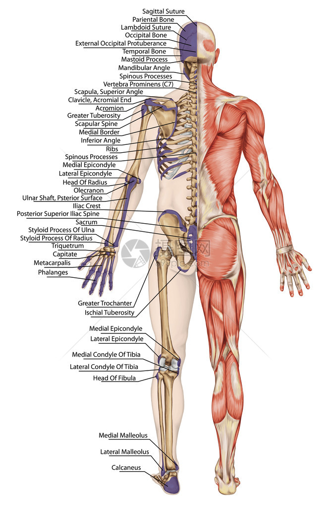 解剖人体人体骨骼解剖人体骨骼系统身体表面轮廓及明显骨突起的树干和上下肢后部全身图片
