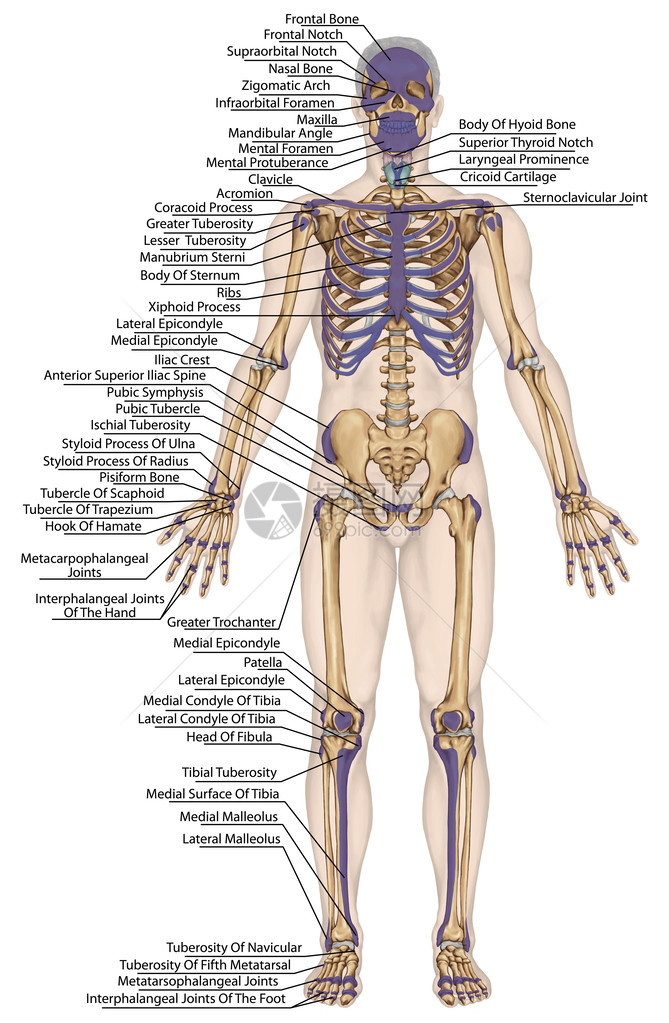解剖人体人体骨骼解剖人体骨骼系统身体表面轮廓及明显骨突起的树干和上下肢前视图全身图片