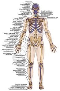 flex模型骨骼肌高清图片