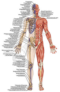 解剖人体人体骨骼解剖人体骨骼系统身体表面轮廓及明显骨突起的树干和上下肢前视图全身背景图片