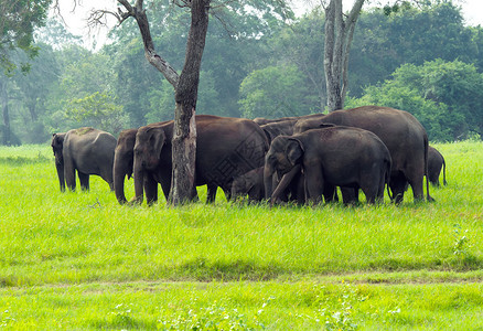 斯里兰卡岛上野生大象图片