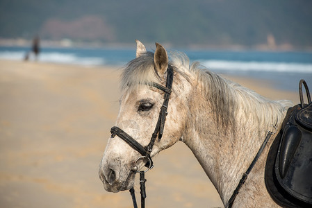 一匹运动马的肖像图片