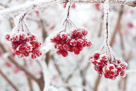 雪中红熟灰浆果枝图片