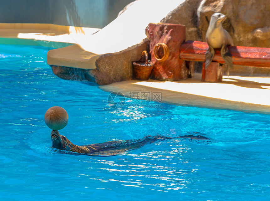 海狮在水上表演中玩球图片