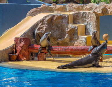 海狮在水上表演中表演背景图片