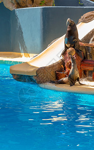 在水上表演期间的几只海狮背景图片