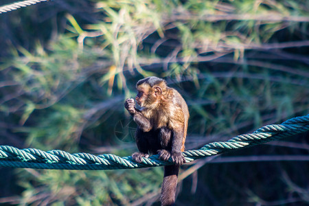 卡普金猴子在绳子上行走Cebusa图片