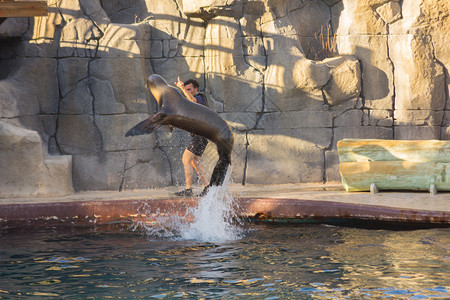 海狮从水中跳跃Zalophophuscaliforn图片