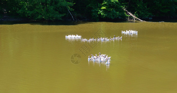 鹅在池塘里游泳图片