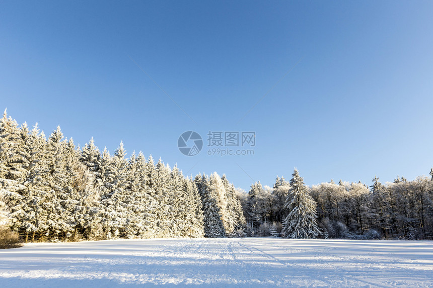 蓝天下雪覆盖的树枝图片