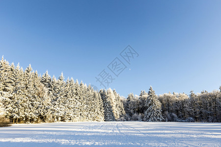 蓝天下雪覆盖的树枝图片