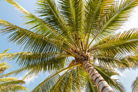 椰子棕榈与蓝天空图片