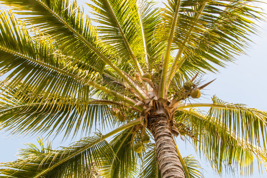 椰子棕榈与蓝天空图片