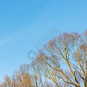 寒冷阳光明媚的晴天空蓝冬图片