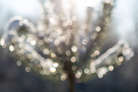 冬天烧树在阳光明亮的阳光下闪耀着抽图片