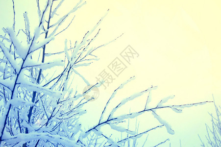 树枝上的冰雪冬季时间背景图片