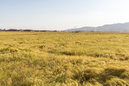 埃塞俄比亚农村田的麦田被落日的图片