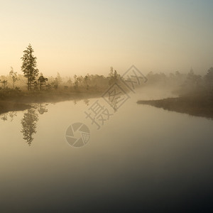美丽的宁静的沼泽湖景色带雾和木板行道图片