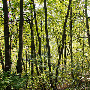 绿林中的青树林图片