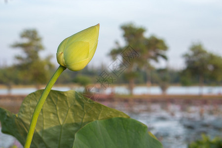 莲花图片