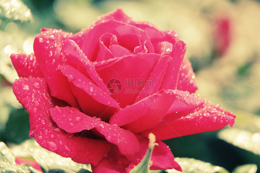 关闭与雨滴的单朵玫瑰图片