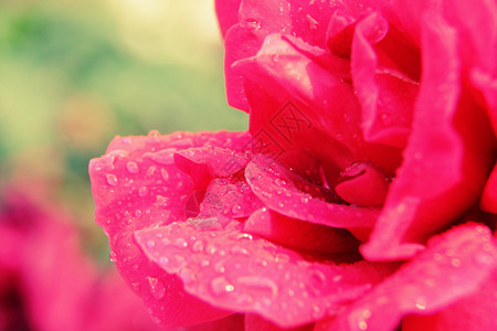 关闭与雨滴的单朵玫瑰图片