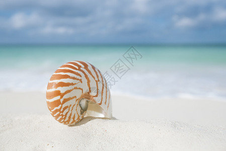 白沙滩上的鹦鹉螺图片