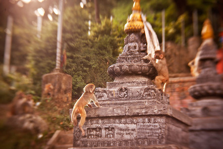 尼泊尔加德满都Swayambhunath猴子寺庙图片