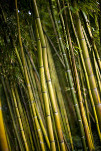 园林中的竹子图片