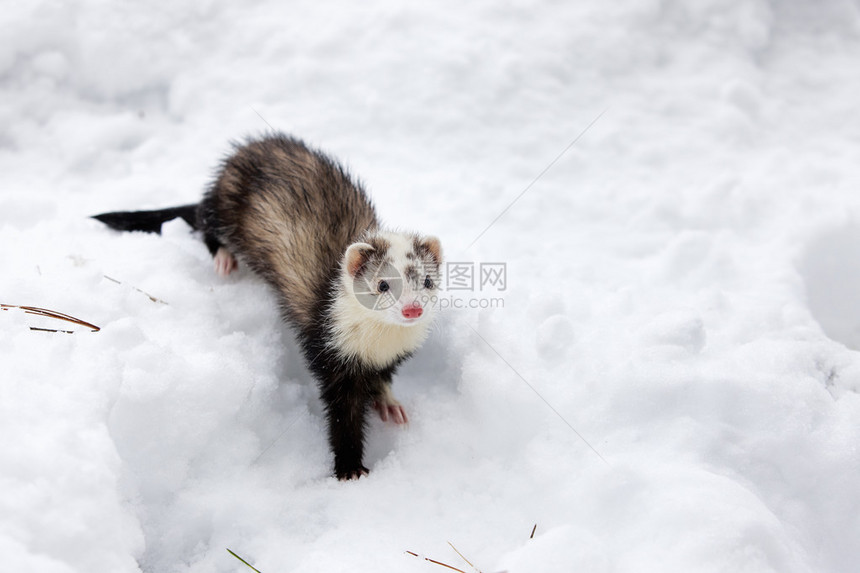 一只小雪貂在雪地里玩耍图片