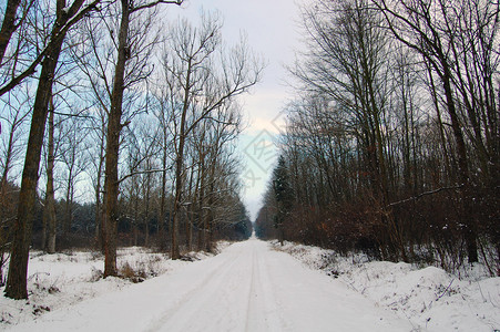 寒冷的冬天在树林背景图片