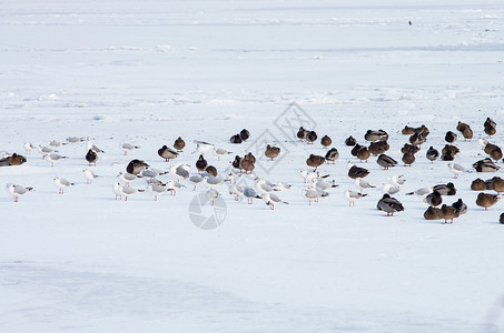 一群海鸥和野鸭在冰上休息图片