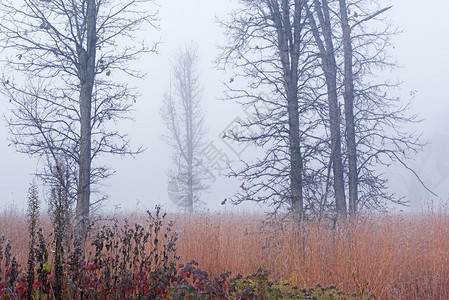美国密歇根州卡斯特堡州立公园雾中荒凉图片
