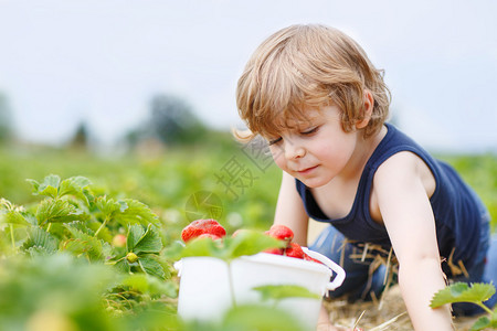 有趣的金发小男孩在有机生物浆果农场采摘和吃草莓图片