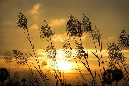 夕阳逆光中的野草图片