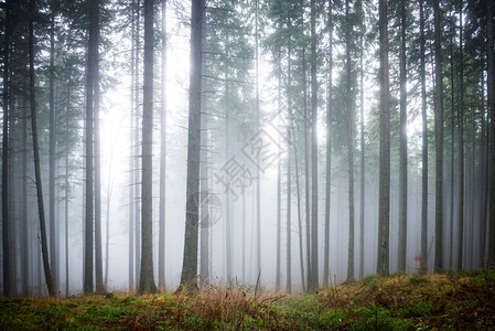 雾的森林图片