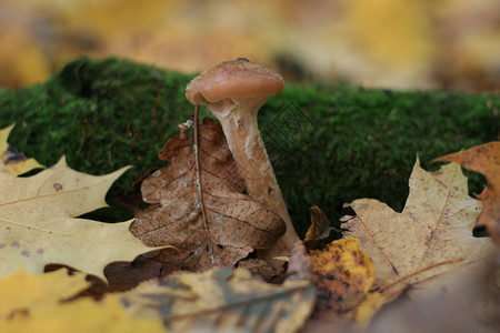 黄叶间苔藓中的木耳蜜图片