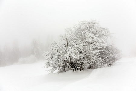 山中暴风雪前中的松树图片