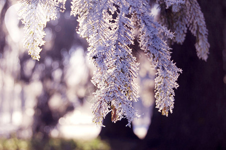 有雪的松枝有炽热的阳光图片