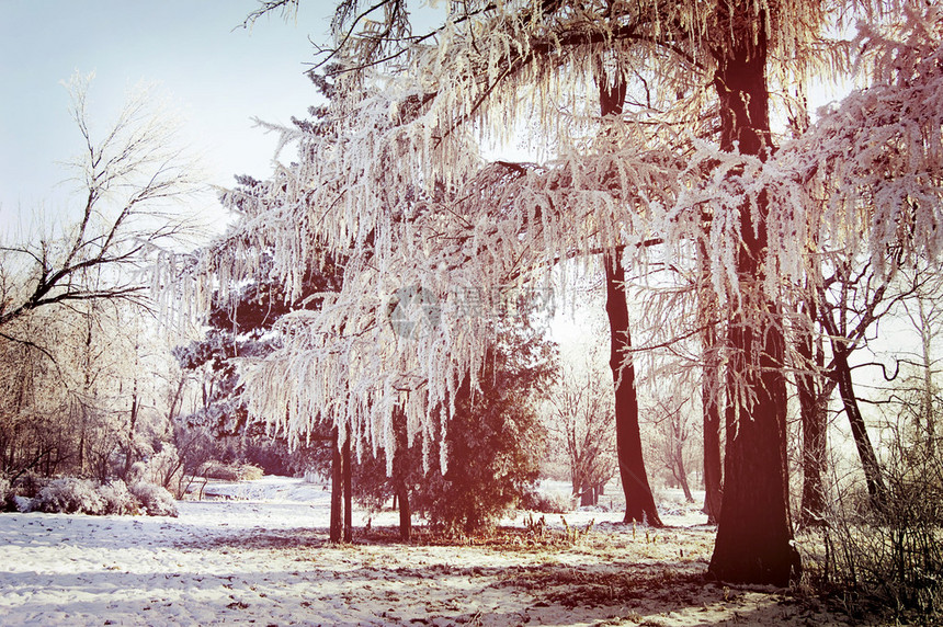 冬天树枝覆盖着雪晴天图片