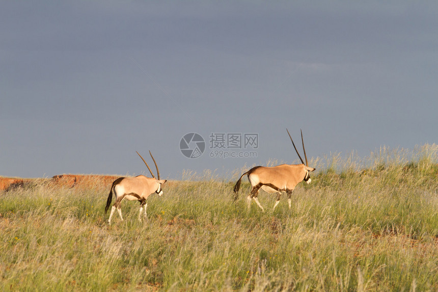 一些大羚羊正在吃隐藏在高草丛中纳米比亚图片