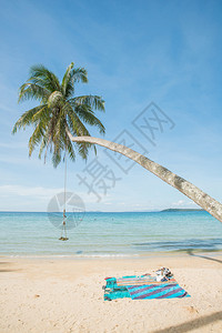 在海滩的椰子树上摇晃图片