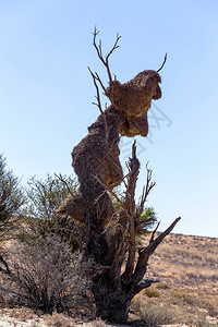 非洲蒙面织布工在树上的大巢图片